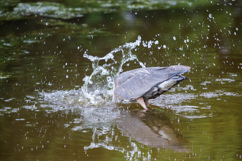 Great blue heron lunging in water