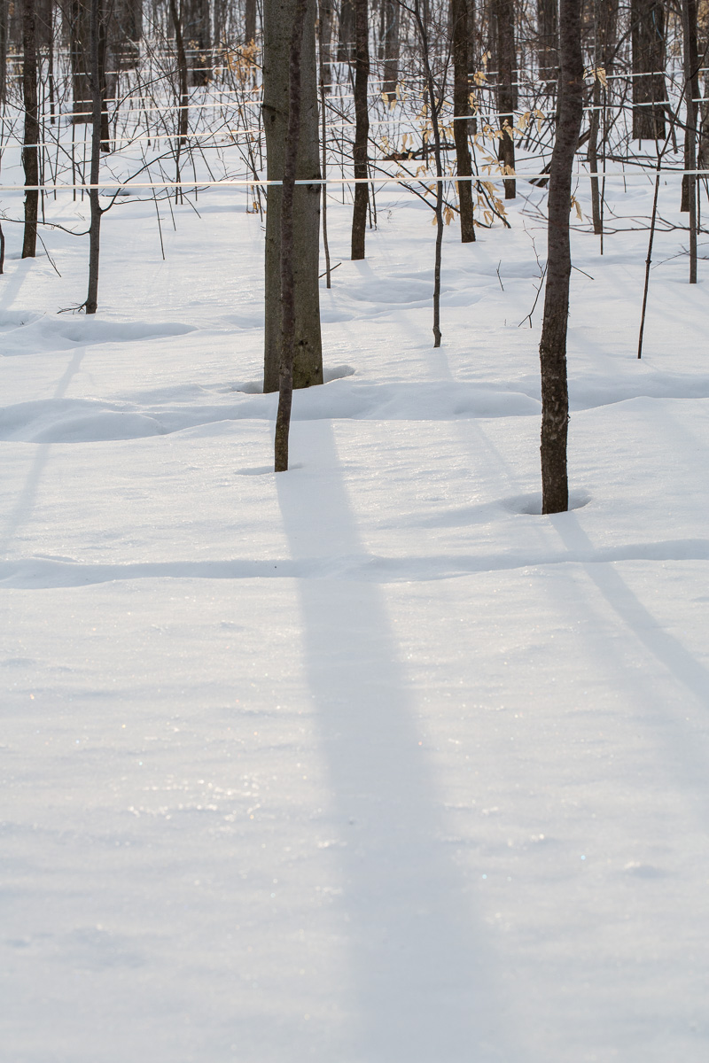 Sap lines running from tree to tree in the sugar bush.