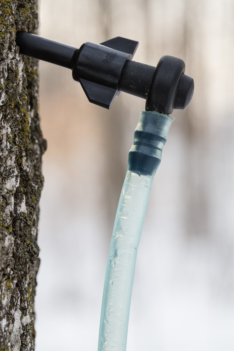 A tree tap in the sugar bush.