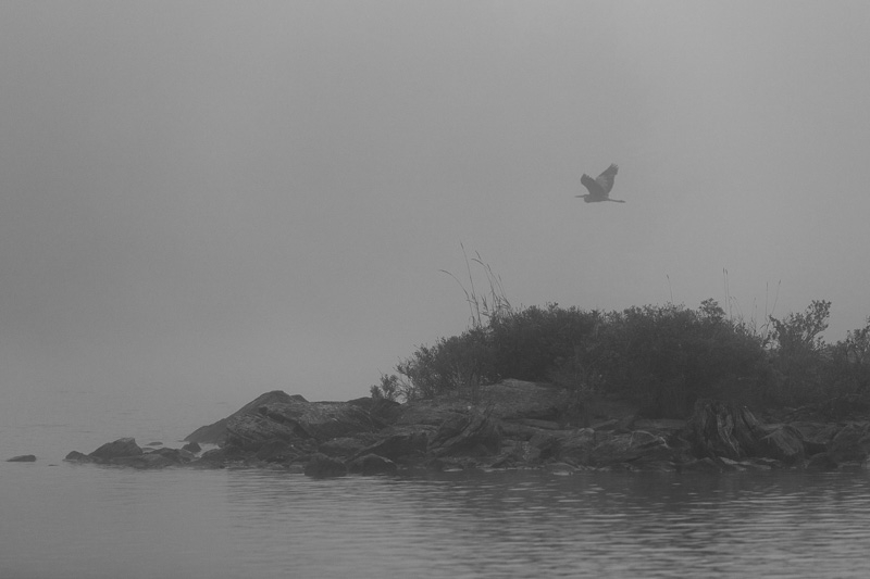 Bird flying in fog over Bob Lake