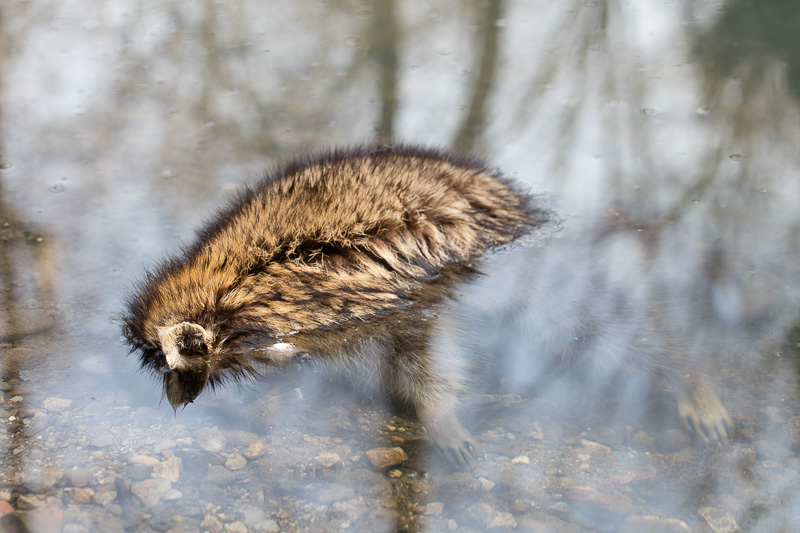 Raccoon drowned in Yellow Creek