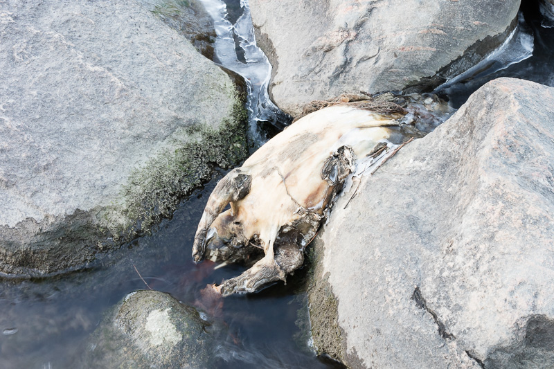 Dead dog in the Don River