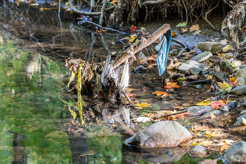 Plastic garbage on stick reflected in Yellow Creek, Toronto