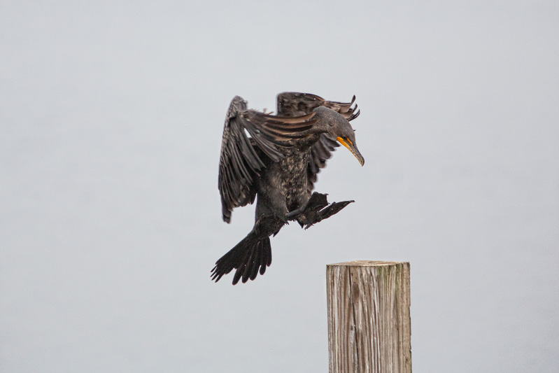 Cormorant landing on post