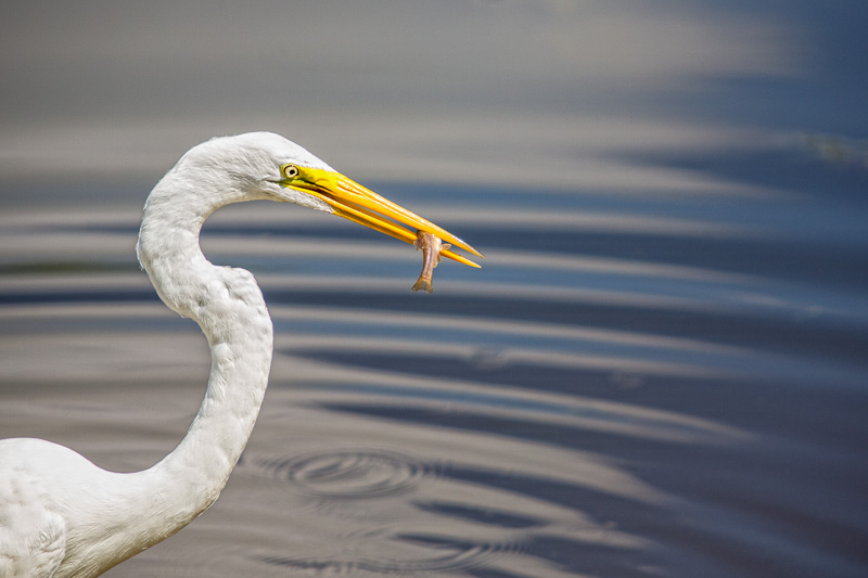 White egret with fish