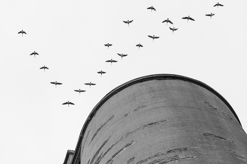 Canada geese flying over concrete silo