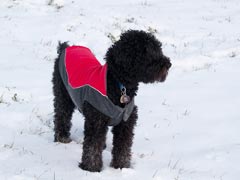 Dog in Winter