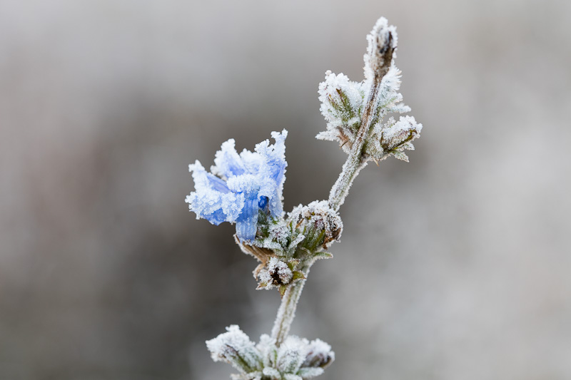 Frost adorns a wildflower.