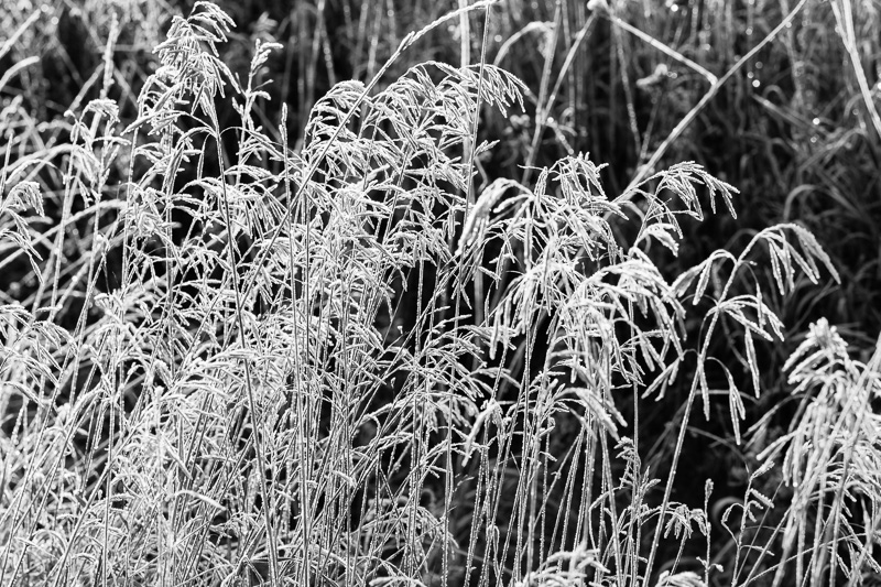 Frost turns the tall grasses white.