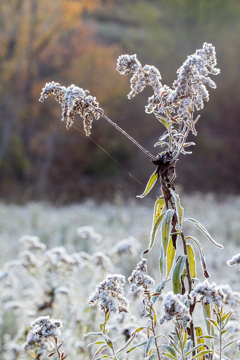 Golden rod: not so golden anymore.