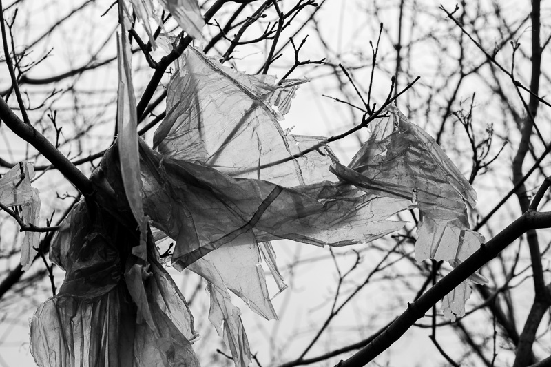 plastic caught in a branch