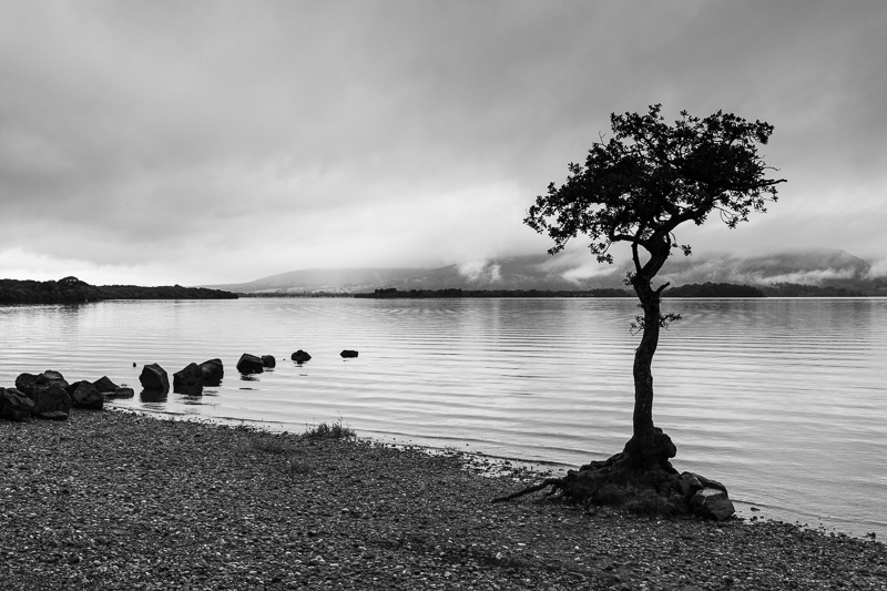 Tree on Milarrochy Bay, Loch Lomond