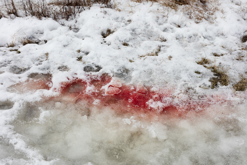 Blood mixed in the ice