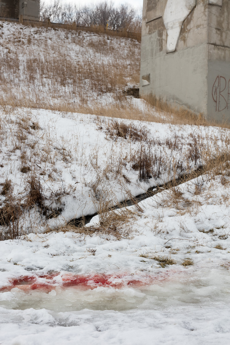 Blood in the ice under the Millwood Road Bridge