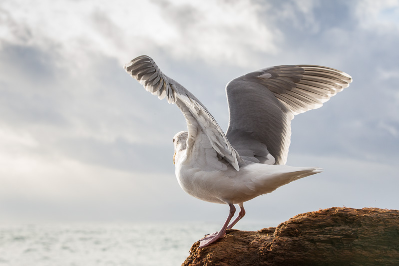 Seagull in James Bay, Victoria