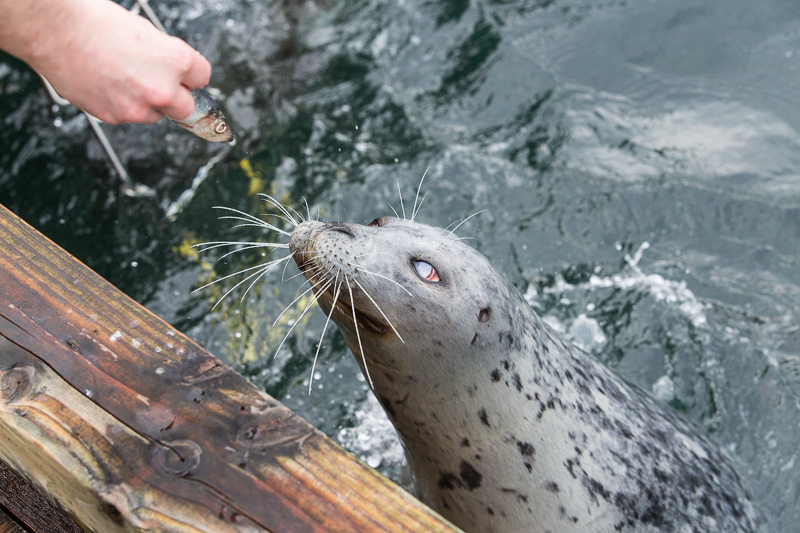 Half-blind seal mooches food at Fisherman's Wharf