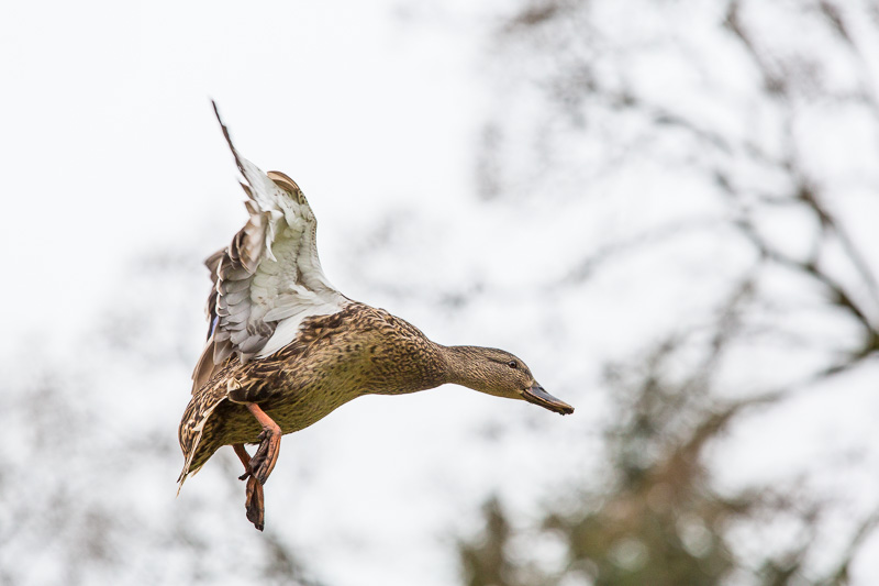 Female mallard duck comes in for landing at Beacon Hill Park, Victoria.