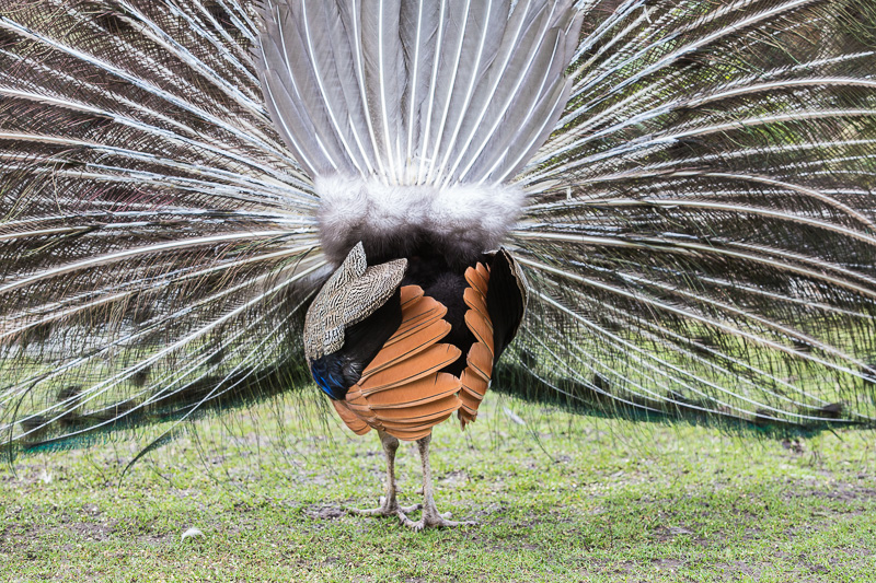 Backside of peacock