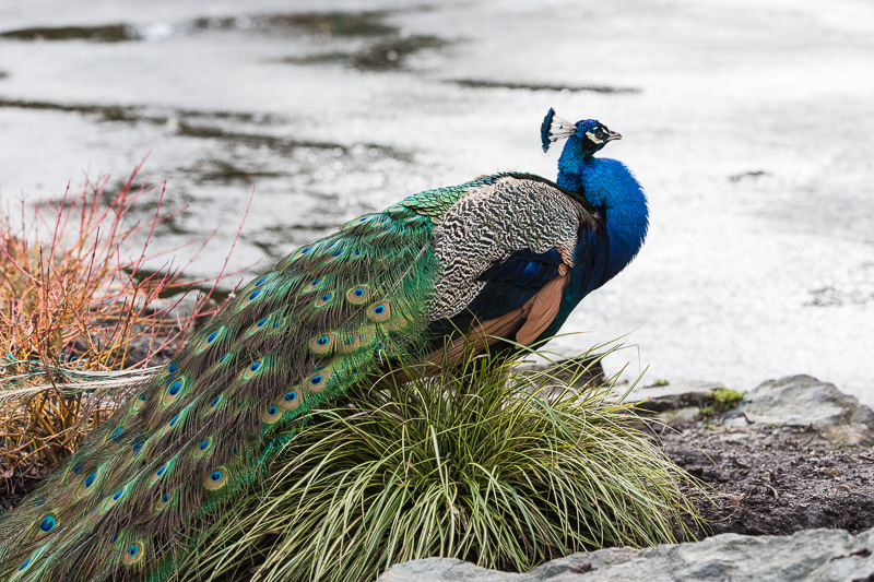 Peacock in Beacon Hill Park, Victoria