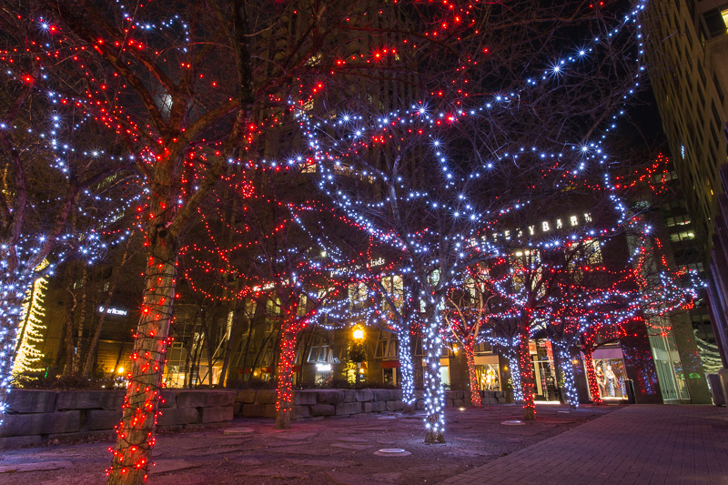 Lights decorating trees in Yorkville