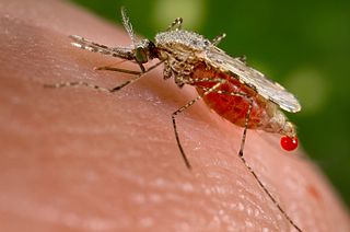Mosquito - Jim Gathany [Public domain]