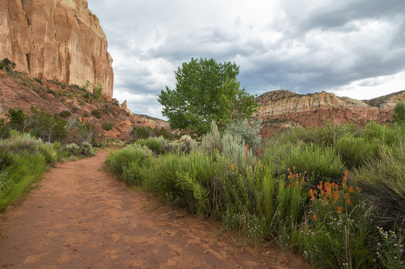 Trail to Box Canyon, Ghost Ranch, Abiquiu, NM
