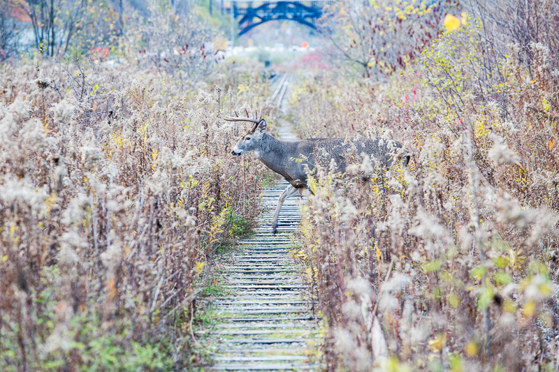 Buck with Prince Edward Viaduct in background
