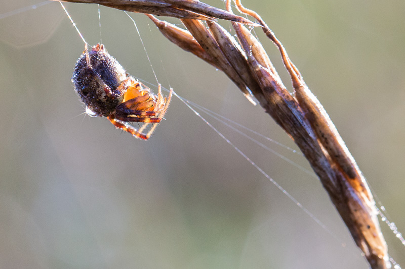 Spider dangling by a thread