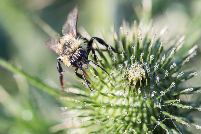 Bee on scotch thistle