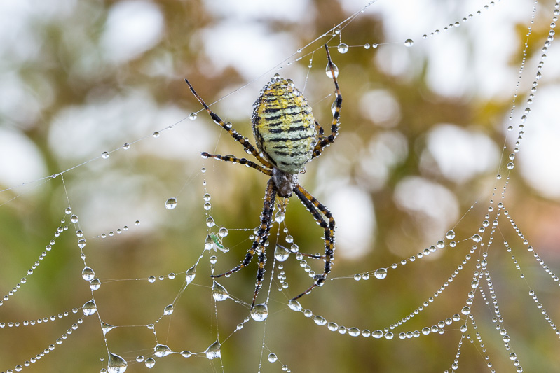 Banded Garden Spider