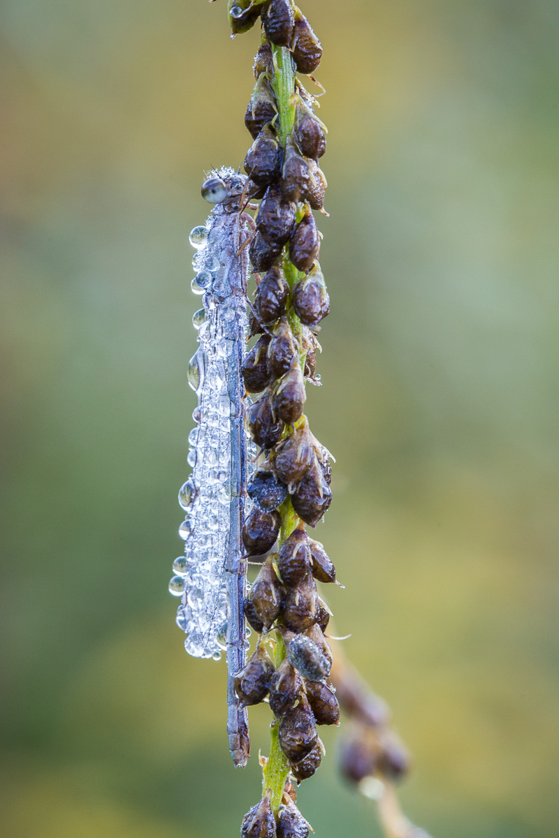 Damselfly covered in dew