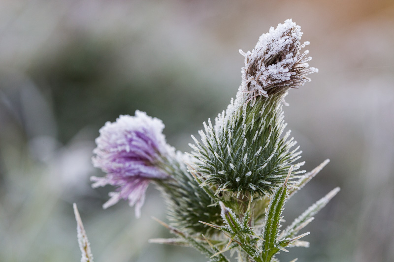 Frost-covered Scotch thistle