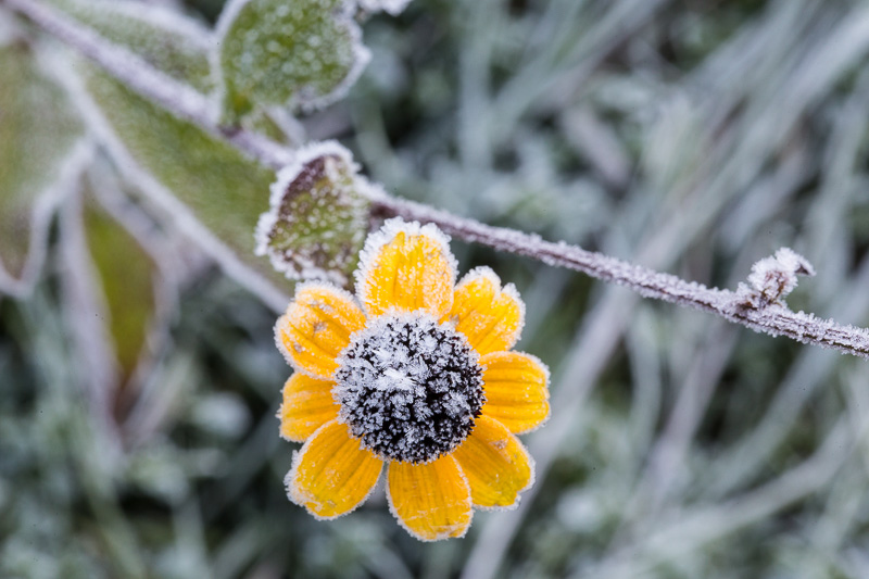 Frost-covered brown-eyed Susan