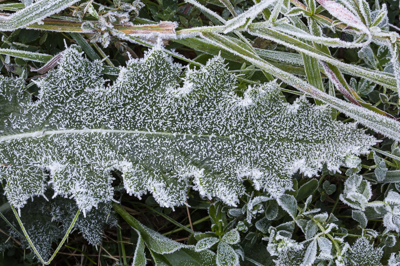 Frost-covered leaf