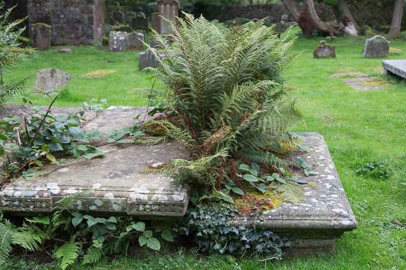 Ferns growing out of headstone in St. Machlan's Churchyard, Campsie Glen