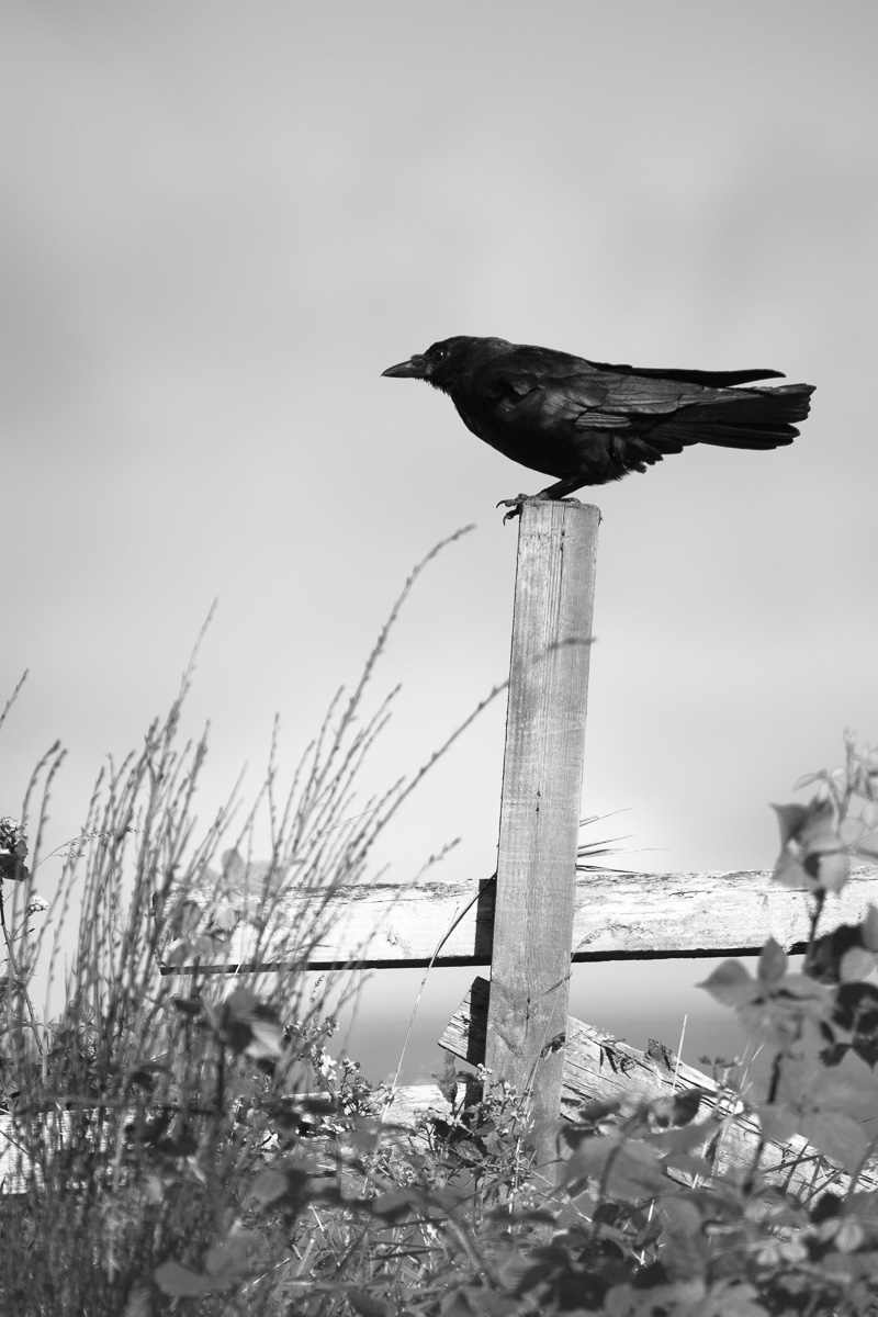 Raven on towpath, Forth & Clyde Canal between Kirkintilloch and Cadder