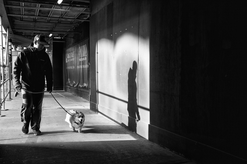 Man walking dog in shadows