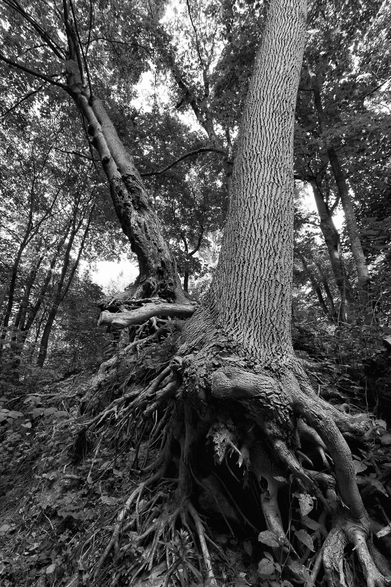 Tree with roots exposed