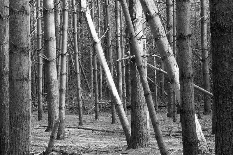 Trees on the Bruce Trail