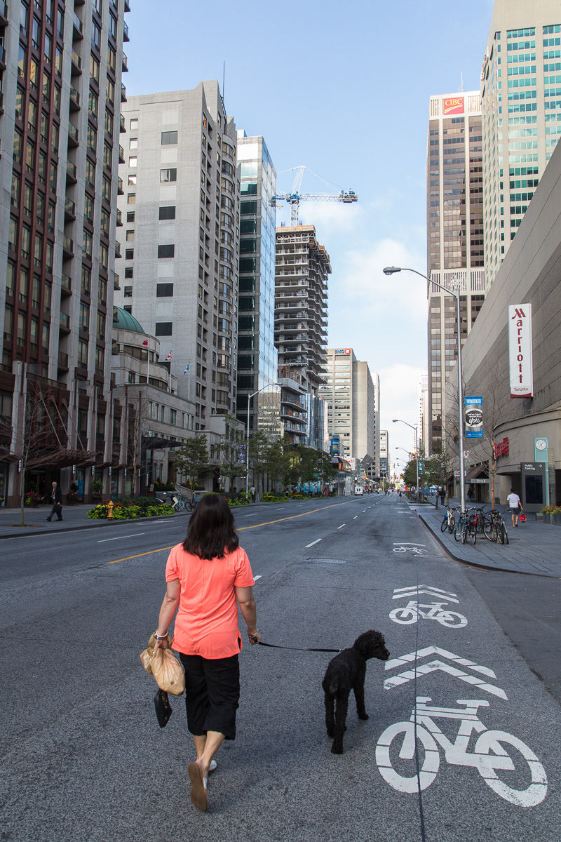 Walking dog along Bloor Street East, Toronto