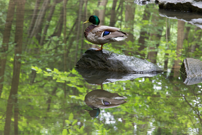 Mallard duck in David Balfour Park, Toronto