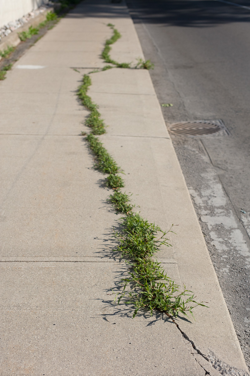 Grass growing through cracks in the sidewalk