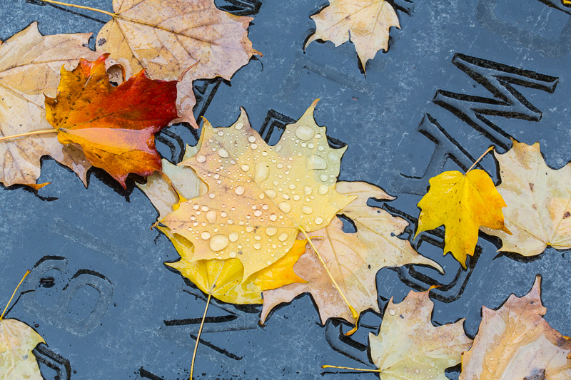 Wet autumn leaves on grave stone