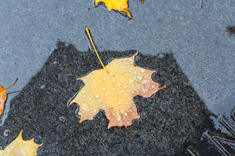 Wet autumn leaves on grave stone