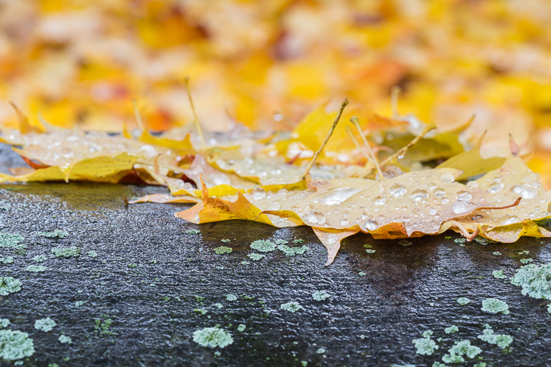 Wet autumn leaves on grave stone