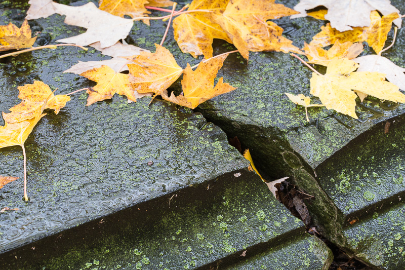 Wet autumn leaves on grave stone