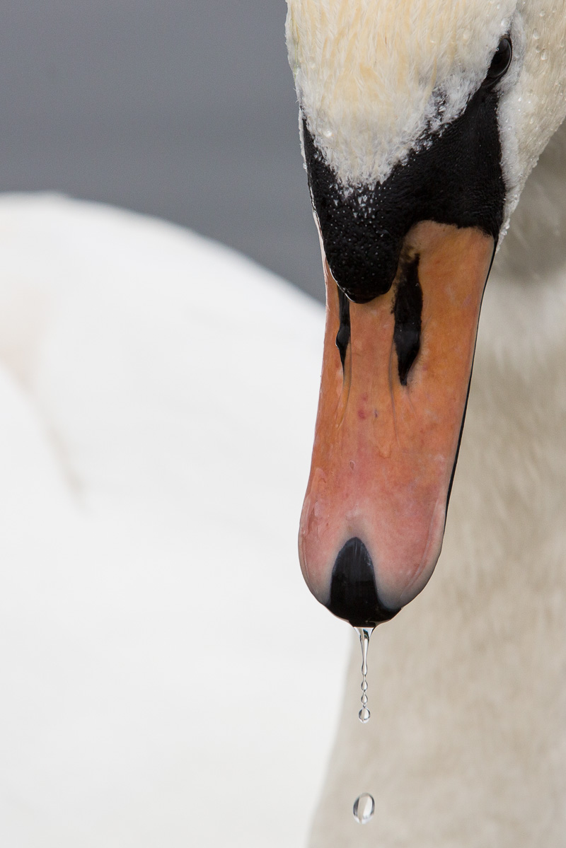 Swan in the Round Pond, Kensington Park, London