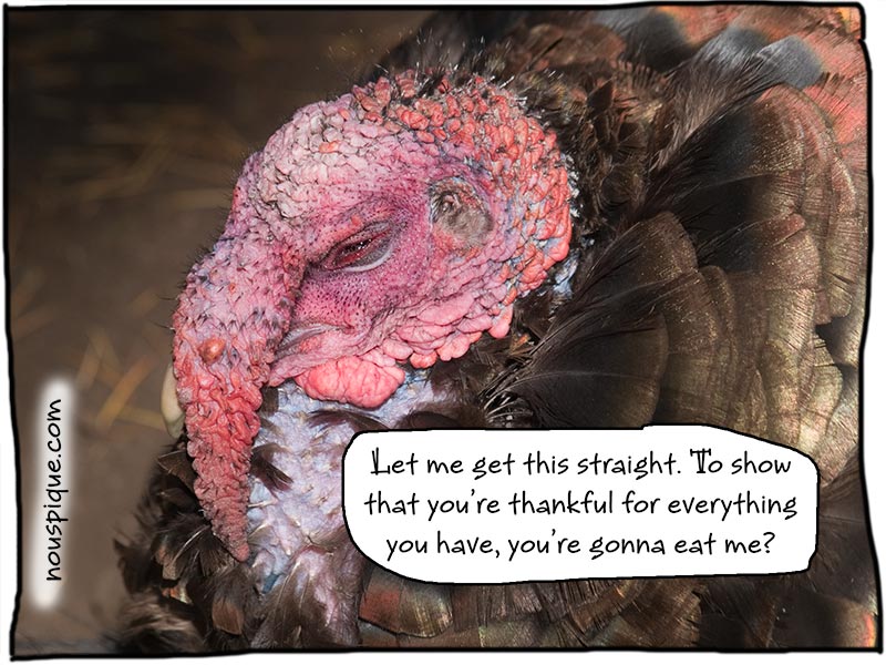 One ugly turkey