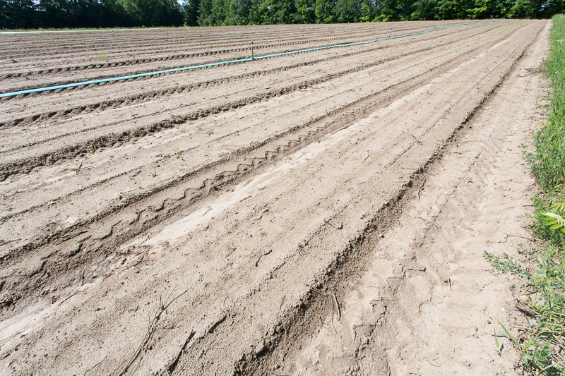 Cultivated rows in field, Williams Farm, Midland, Ontario