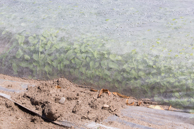 Produce growing under plastic, Williams Farm, Midland, Ontario